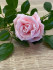 Роза Николь форма силиконовая 3D