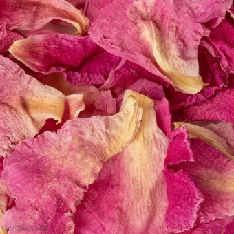 Пион лепестки розовые
