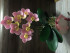 Орхидея классическая Силиконовая форма 3D*