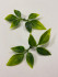 Мини листочки универсальные (10 шт.) зелень искусственная